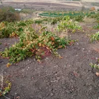 فروش زمین|فروش زمین و ملک کلنگی|پیرانشهر, |دیوار