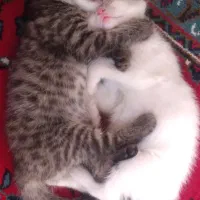گربه|گربه|همدان, |دیوار