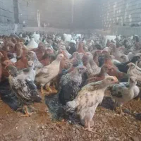 جوجه کردی درجه یک