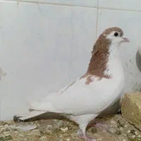 کفتر فروشی|پرنده|تربت‌حیدریه, آغوی|دیوار