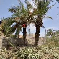 بریدن نخل قطع درخت کندن خرما سمپاشی تمیزکردن هرس|خدمات باغبانی و درختکاری|اهواز, کیانپارس |دیوار