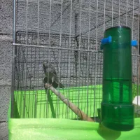 قناری دهن سهره لر متن بخونین