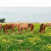 اسب درهشوری|اسب و تجهیزات اسب‌سواری|شیراز, شهرک صنعتی شیراز|دیوار