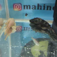 لجنخوار L59 مولد کارداده