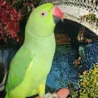 طوطی ملنگو فوق دستی کشیده و درشت بسیار باهوش