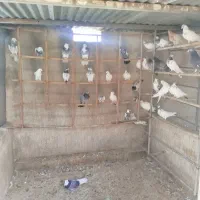 کبوتر کفتر سرور هما پاکستانی ابلغ کله دار مایهکفتر|پرنده|چهاردانگه (تهران), |دیوار