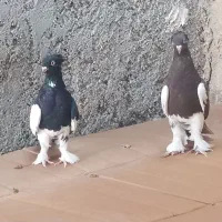 کبوتر خوب|پرنده|خورموج, |دیوار