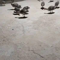 جوجه بوقلمون برنزه