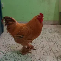 فروش خروس برهما.    مفت مفت