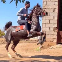 مادیون روزگاری قیمت بالا