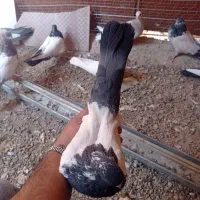 کبوتر کله دار