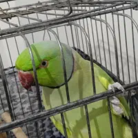 طوطی ملنگو نر|پرنده|ساوه, |دیوار