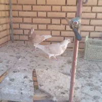 کبوتر