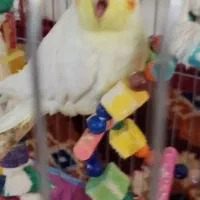 گمشده در محدوده کوی مدنیان