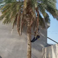 قطع نخل با اره بنزینی ،،زارعی،،|خدمات باغبانی و درختکاری|بوشهر, |دیوار