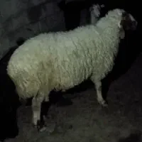 قوچ مخصوص گله