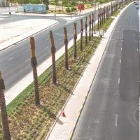 اصولی رایگان نخل خرما صدر بهترین نوع