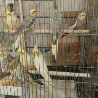 عروس هلندی سرلاکی البینو شاه طوطی قفس پرنده.خریدار|پرنده|کرج, حصارک بالا|دیوار