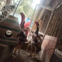 جوجه لاری اوشامو آلمانی