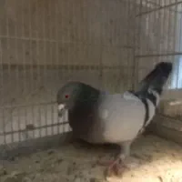 کفتر شهرستانی پلاکی مسافتی|پرنده|فردیس, شهرک شهید حسینی|دیوار