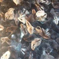 فروش جوجه محلی