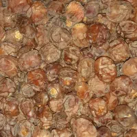 خرمای برحی|عمده‌فروشی|اهواز, کارون|دیوار