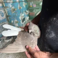 دم سفید|پرنده|شوش, |دیوار