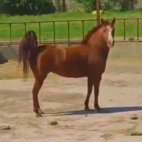 اسب مادیون کرد