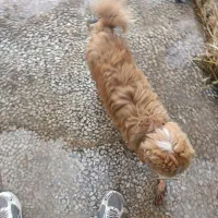 سگ پیدا شده|حیوانات|لاهیجان, شهرک سلمان فارسی|دیوار