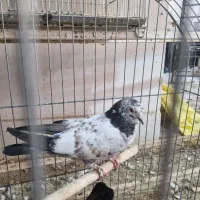 تعدادی جوجه کفتر درجه یک و آس پروندنی