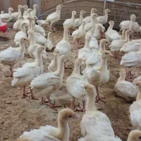 جوجه بوقلمون بیوتی 6 زرین|حیوانات مزرعه|پیر بکران, |دیوار
