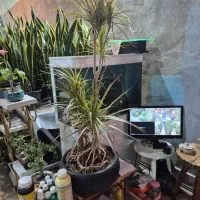 یوکا|گل و گیاه طبیعی|مشهد, شهرک صنعتی توس|دیوار