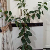 گل دیفن