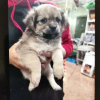 توله اشپیتز