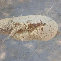عسل طبیعی عصل کیلویی سه ملیونو پانصد