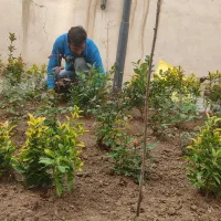 امور باغبانی کودهی هرسکاری علف زنی تعویض خاک گلدان