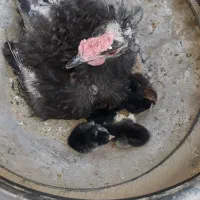 مرغ گلین  چهل تاج  با ۶ عددجوجه