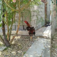 خروس لاری اصیل