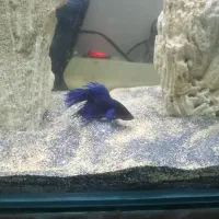 ماهی فایتر نر وماده شکم پر|ماهی|مشهد, نظام دوست|دیوار