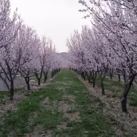 فروش-باغ-مثمر-در-دهستان-دربند
