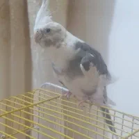 عروس هلندی سخنگو