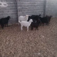 ۵راس بز وچبش|حیوانات مزرعه|سرایان, |دیوار