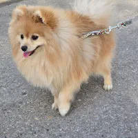 سگ پامر خرسی اصیل باهوش و آموزش پذیری بالا