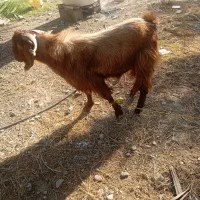 نریگ چپشت بز