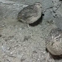 بلدرچین کانادایی بالغ|حیوانات مزرعه|کله گان, |دیوار