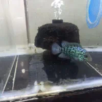 سالن تکثیر و پرورش ماهی زینتی|ماهی|کرج, حصارک پایین|دیوار