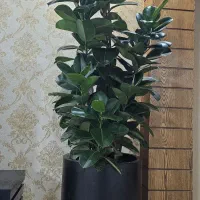 گل و گیاه لوکس و لاکچری