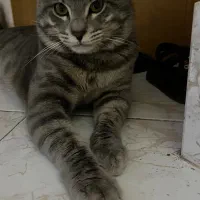 واگذاری گربه