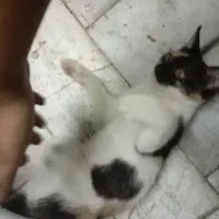گربه