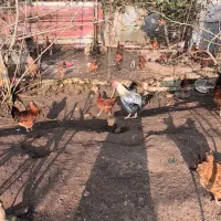 خروسهای محلی در رنگهای متفاوت|حیوانات مزرعه|کلاچای, |دیوار